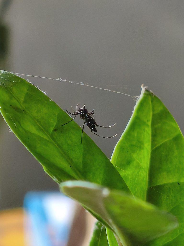 Nyamuk Aedes aegypti, vektor penular virus dengue